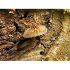 Мицелий Плютея умбрового /  Плютей зонтичный (Pluteus umbrosus)